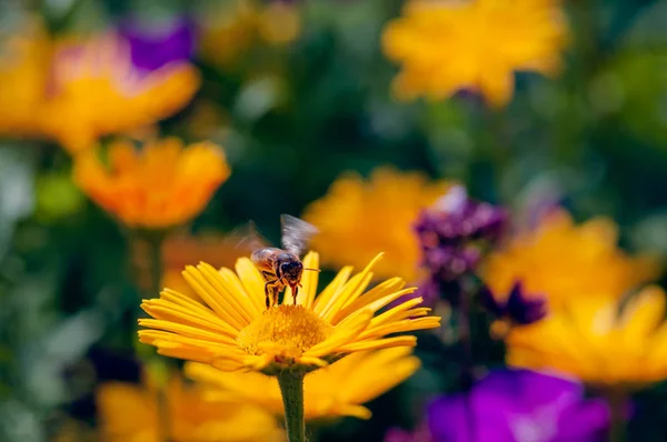 Lebegő mézelő méh beporzó narancs sárga százszorszépek vadvirágok, a nyári időszakban — Stock Fotó