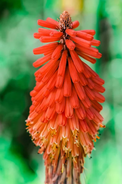 Kniphofia Northiae Octopus vermelho-quente pôquer aloe flor colorido planta decorativa closeup — Fotografia de Stock