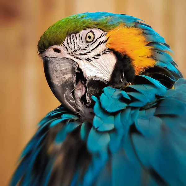 Kontakt wzrokowy kwadrat skład portret papuga Ara z bliska strzał — Zdjęcie stockowe