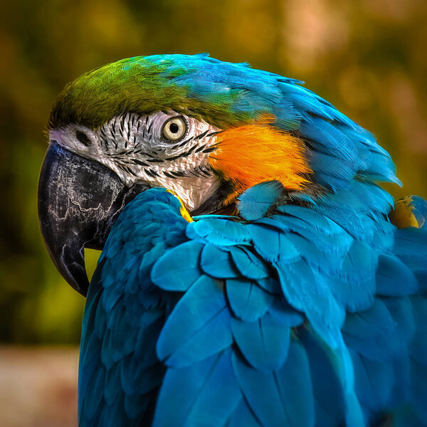 Macaw parrot portrait square composition eye contact close up shot Stock Photo