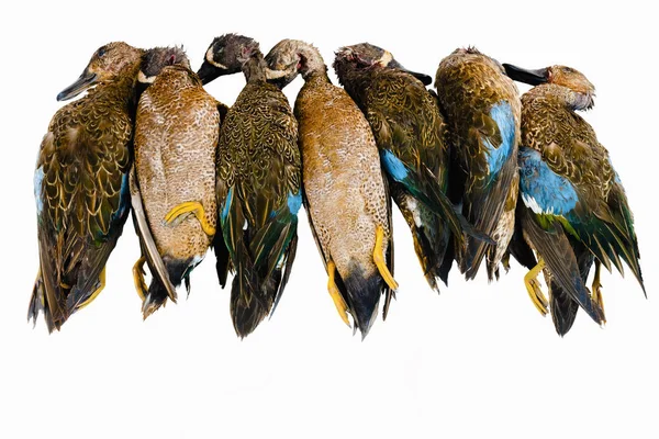 Мертві качки, вбиті під час полювання як рекреаційне прагнення до дикої гри м'ясо білого фону — стокове фото