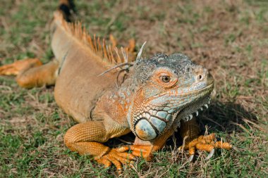 İguana turuncu vahşi erkek kertenkele tropikal egzotik hayvan kapatmak Trinidad ve Tobago