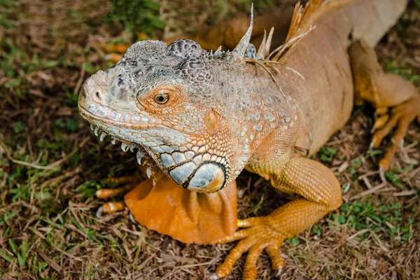 Leguaan oranje wilde mannelijke hagedis tropische exotische dier close-up van Trinidad en Tobago — Stockfoto