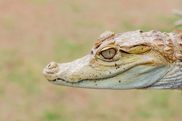 Baby alligator cayman gator gezicht portret hoofd close-up in het wild — Stockfoto