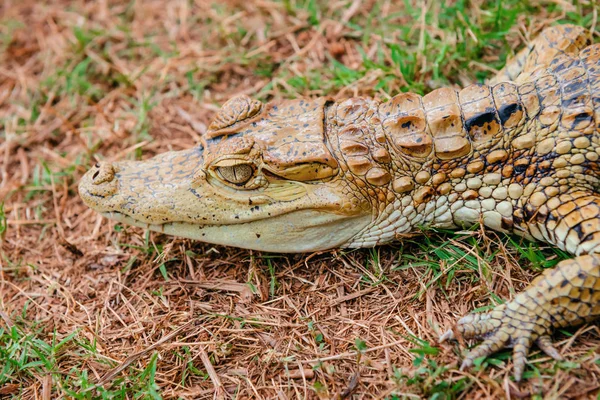 Baby alligator cayman gator gezicht portret hoofd gecamoufleerd in het wild — Stockfoto