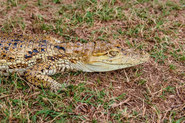 Baby alligator cayman gator gezicht portret hoofd gecamoufleerd in het wild — Stockfoto
