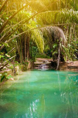 Doğal oasis havuzu dereye tropikal bambu orman içinde Kuzey Trinidad ve Tobago