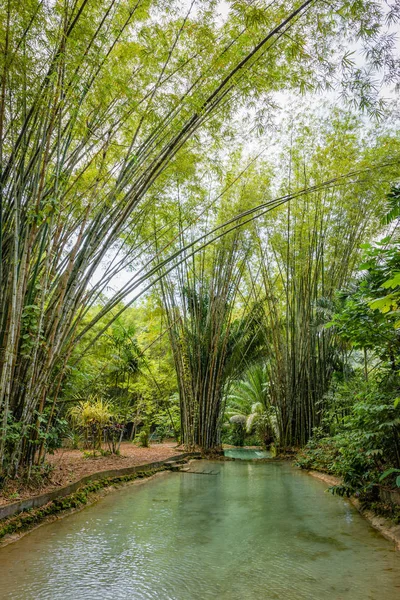 Doğal oasis havuzu dereye tropikal bambu orman içinde Kuzey Trinidad ve Tobago — Stok fotoğraf