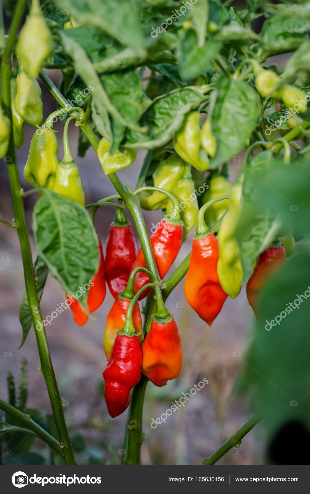 peper peper peper peper
