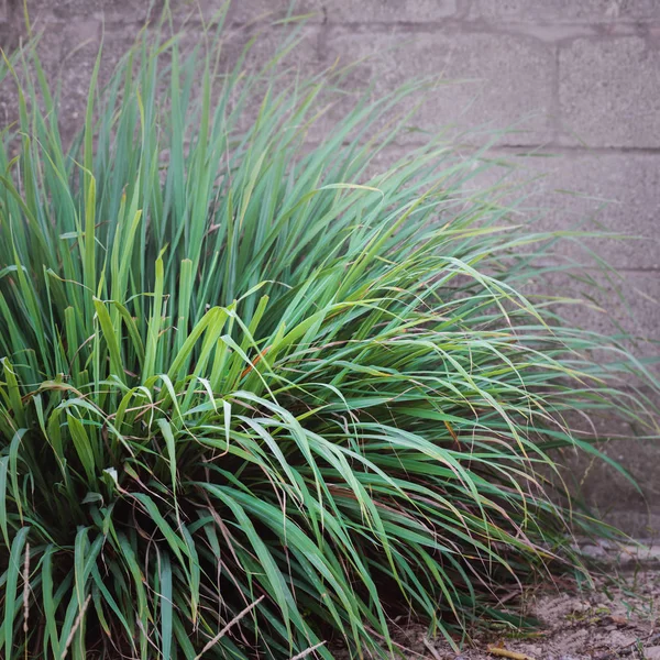 Lemongrass Lemon Grass Bush Plant Foliage Gardening Herbal Tea Flavor — Stock Photo, Image