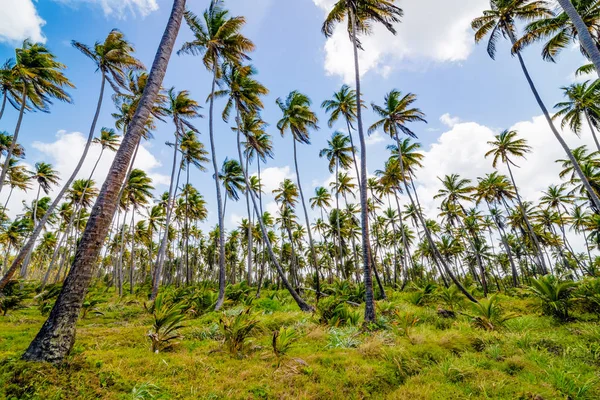 Finca Campo Plantación Bosque Cocoteros Mayaro Manzanilla Trinidad Tobago — Foto de Stock