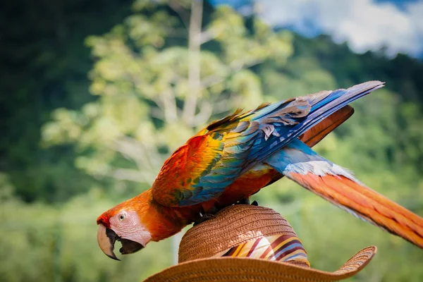 Şapka dinlenme oynak scarlet Amerika papağanı açık havada doğa arka plan — Stok fotoğraf