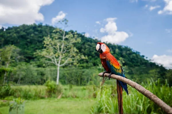 棒で休んで緋色のコンゴウインコ、屋外自然の背景 — ストック写真