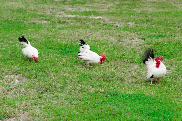 Three free range wild white roosters feeding on the grass lawn petting farm — Stock Photo, Image