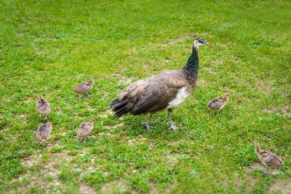 Peachicks e pavão alimentando-se de grama — Fotografia de Stock