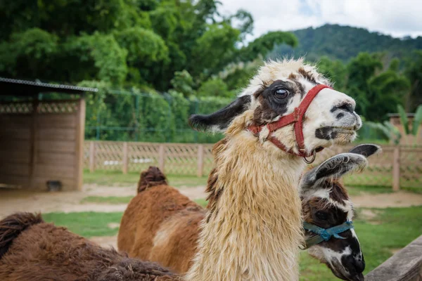 Llama em uma fazenda de animais de estimação safari zoológico Trinidad e Tobago à procura de comida — Fotografia de Stock