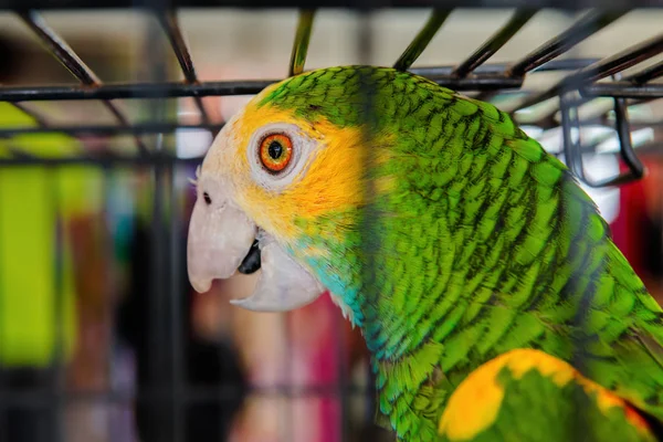 Papuga Ptak Klatce Zielony Pomarańczowy Piór Egzotyczne Zwierzęta Domowe Szczegół — Zdjęcie stockowe