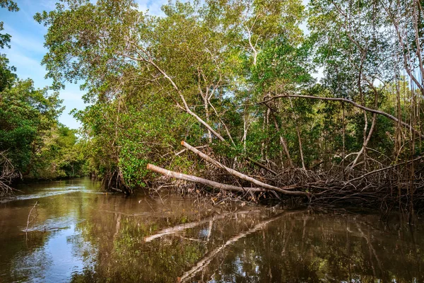 Trinidad Tobago Caroni Nehir Bataklık Yoğun Tropikal Iklim Mangrov Orman — Stok fotoğraf