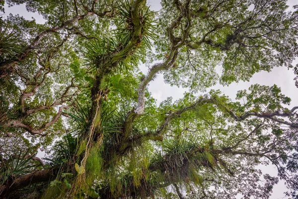 Velké široké tropický prales strom zajímal z Karibiku Trinidad a Tobago — Stock fotografie