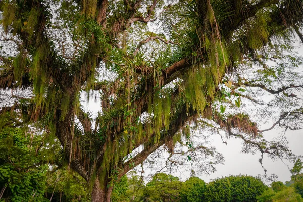 Karayip Trinidad ve Tobago aşağıdan büyük geniş tropikal Orman ağacı — Stok fotoğraf
