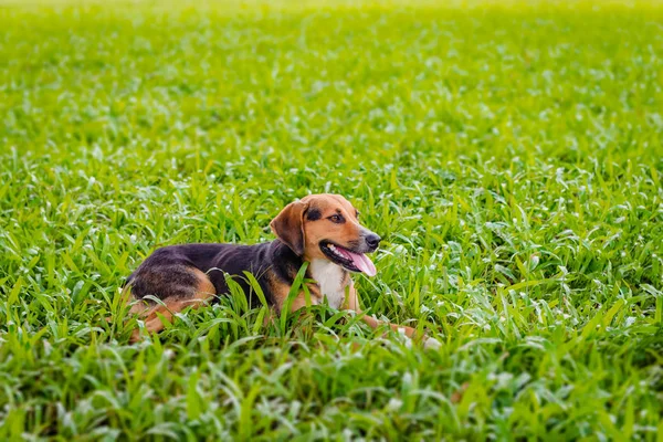 Happy dog relaxing outdoors on the lawn enjoying nature relaxing joyfully