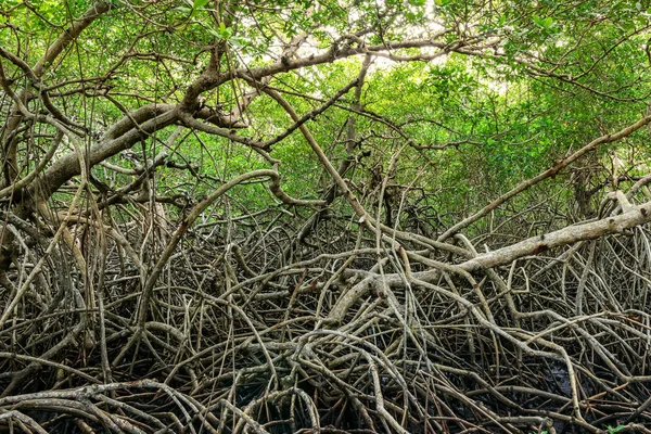 Tobago Karayipler Yeşil Mangrov Bataklık Orman Yoğun Bitki Örtüsü Orman — Stok fotoğraf