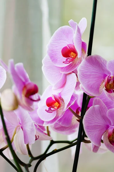 Decorative Orchid Pink Tropical Flower Phalaenopsis Closeup — Stock Photo, Image