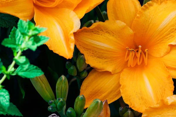 満開のオレンジユリは エキゾチックな熱帯の花を飾る装飾的なガーデニング — ストック写真