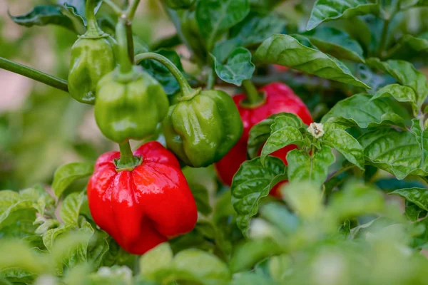 Health benefits of ata rodo pepper (scotch bonnet pepper)