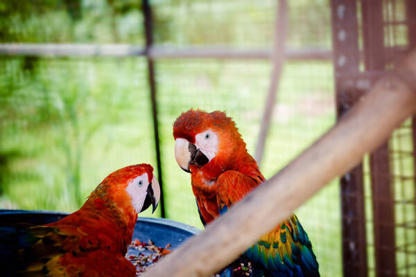 Two scarlet macaws making eye contact from inside their cage in captivity close up  curious looks Stock Image