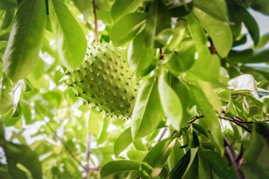 Soursop meyve Karayip Trinidad ve Tobago anti-kanser tıbbi özellikleri büyüyen ağaç bütün üzerinde