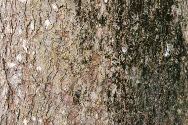 Ağaç kabuğu cilt dış arka plan gövde organik yıpranmış grunge kabuğu rustik detaylı