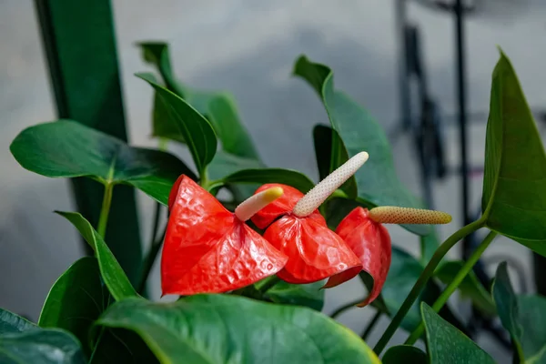 Mooie rode anthurium bloemen buiten kamerplant bladeren — Stockfoto