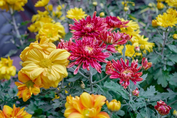 Bei fiori di crisantemo che fioriscono nel giardino foglie giardino — Foto Stock