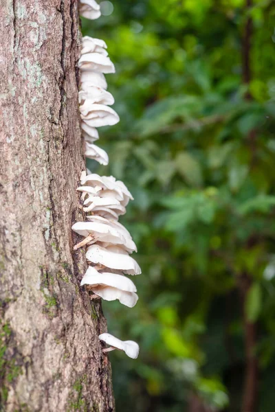 White Mushrooms Tree Bark Cleaver Woods Park Trinidad Closeup Tropical — Stock Photo, Image