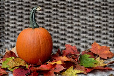 Kabak güz yaprakları yatakta