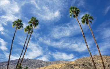 Arka planda palmiye ağaçları ve çöl dağları olan Kaliforniya Palm Springs