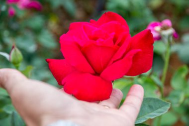 Yandan kırmızı gül