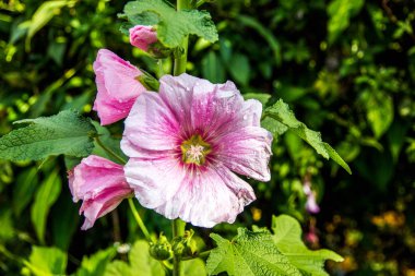 Güzel Çiçekler arka planı