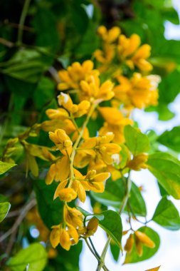 Güzel Çiçekler arka planı