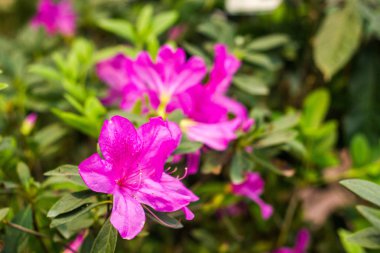 Güzel Çiçekler arka planı