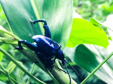 Çiftleşme mor şişmiş ayaklı böcek