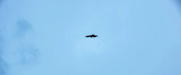 鸟儿独自在天空飞翔 — 图库照片