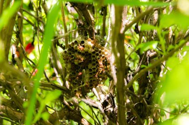 Hornets şube kutsal fesleğen iç içe geçirme
