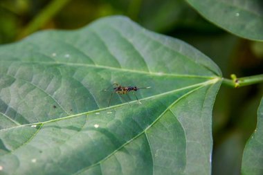 Yeşil yapraklı böcek.