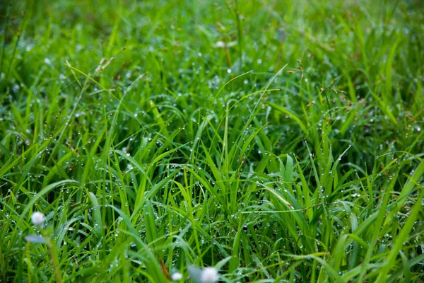 Dew on green grass — Stock Photo, Image