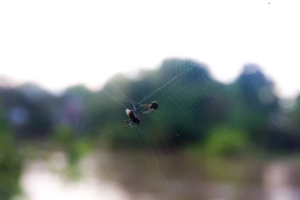 Araña en la web —  Fotos de Stock