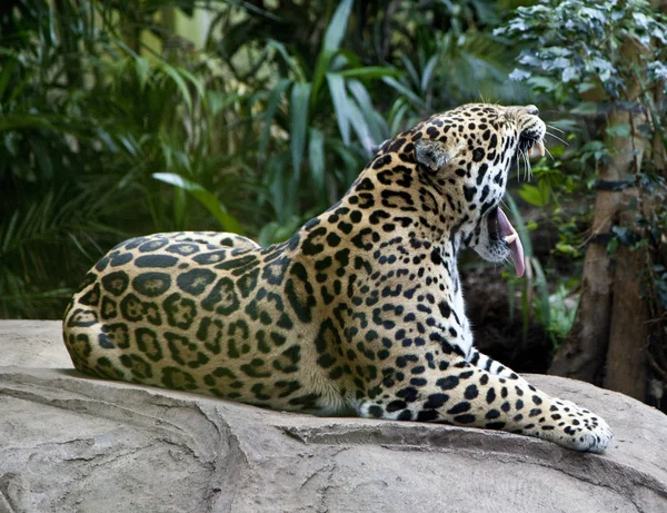 Leopard gähnt auf Felsen — Stockfoto