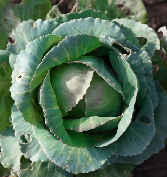 Biokohl im Gemüsegarten — Stockfoto