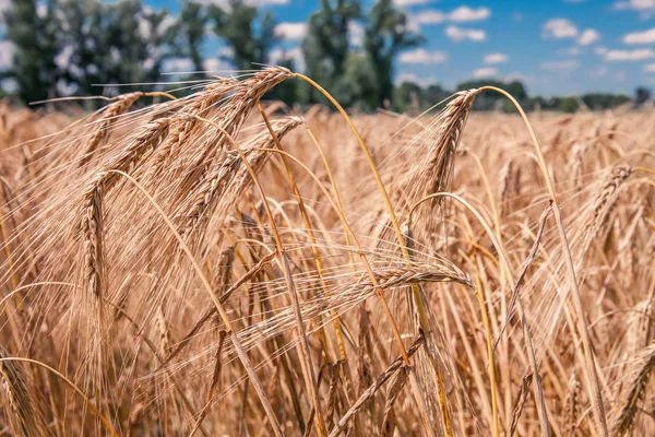 Пшеничні поля врожаю — стокове фото